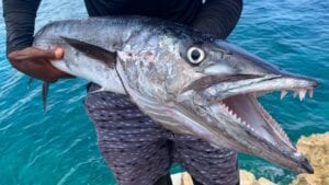 GIANT! Barracuda Catch N’ Cook