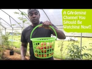 July Garden Harvest| Growing Food in Our High Tunnel