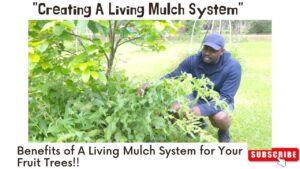 How To Creat A Living Mulch for your Fruit Trees
