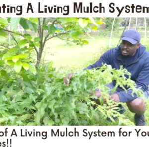How To Creat A Living Mulch for your Fruit Trees