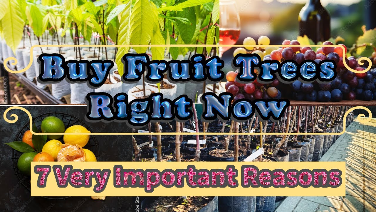 7 Reasons To Buy Fruit Trees Right Now
